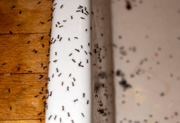 Best Termite Control Services  in Limestone, IL
