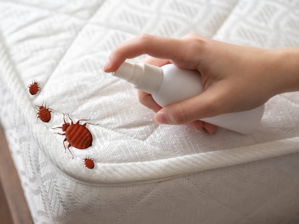 Best Emergency Pest Control  in Limestone, IL