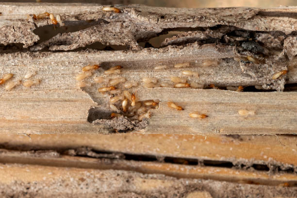 Best Emergency Pest Control  in Limestone, IL
